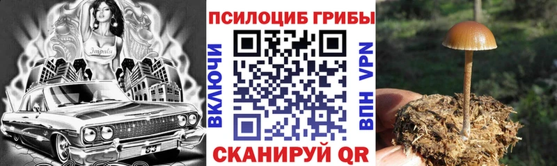 где можно купить   Котельниково  Псилоцибиновые грибы Psilocybe 